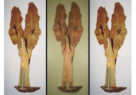 Live edge burl tree candle sconce Live edge burl tree candle sconce Photo